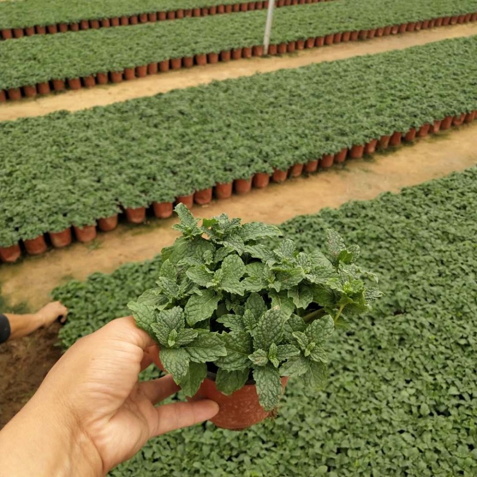 山东薄荷培育基地 山东薄荷种植 宏胜花卉薄荷大量供应