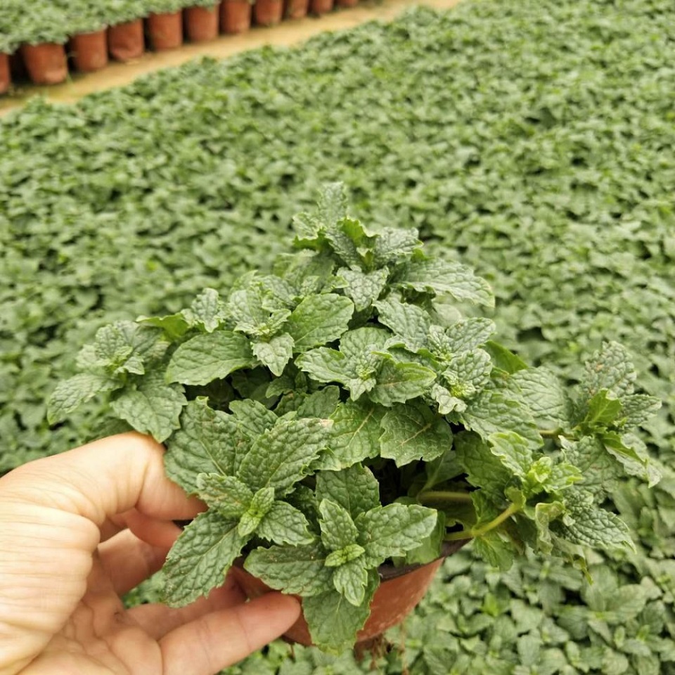 薄荷销售商 宏胜薄荷价格  薄荷种植基地 薄荷大量供应