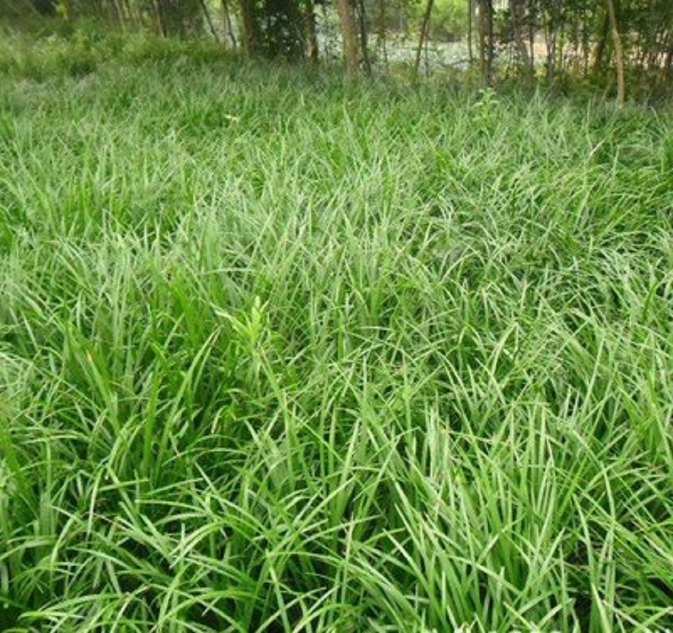麦冬种植 山东麦冬种植基地 麦冬培育价格 万华园林
