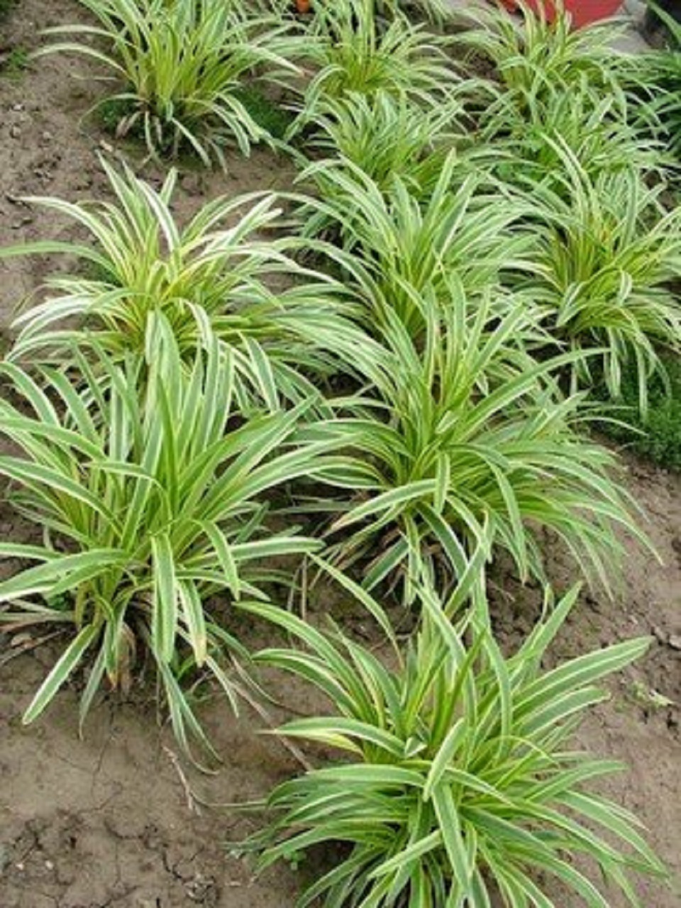 麦冬种植基地 麦冬价格 山东麦冬供应商 万华园林 麦冬供应商
