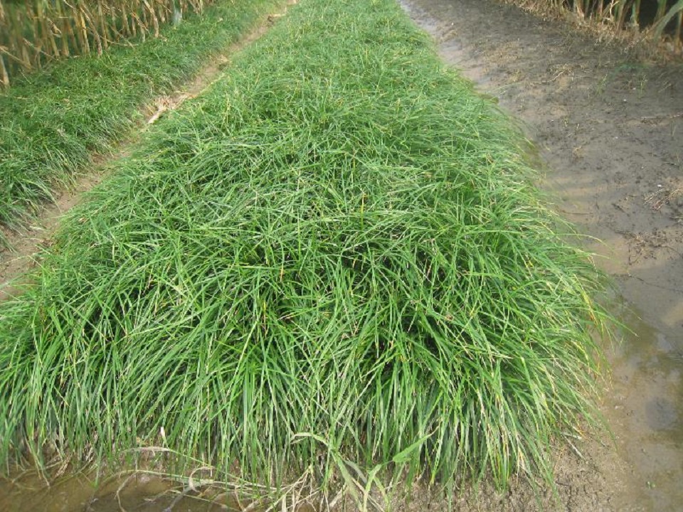 江苏麦冬销售商  江苏麦冬价格 江苏麦冬种植基地 麦冬基地