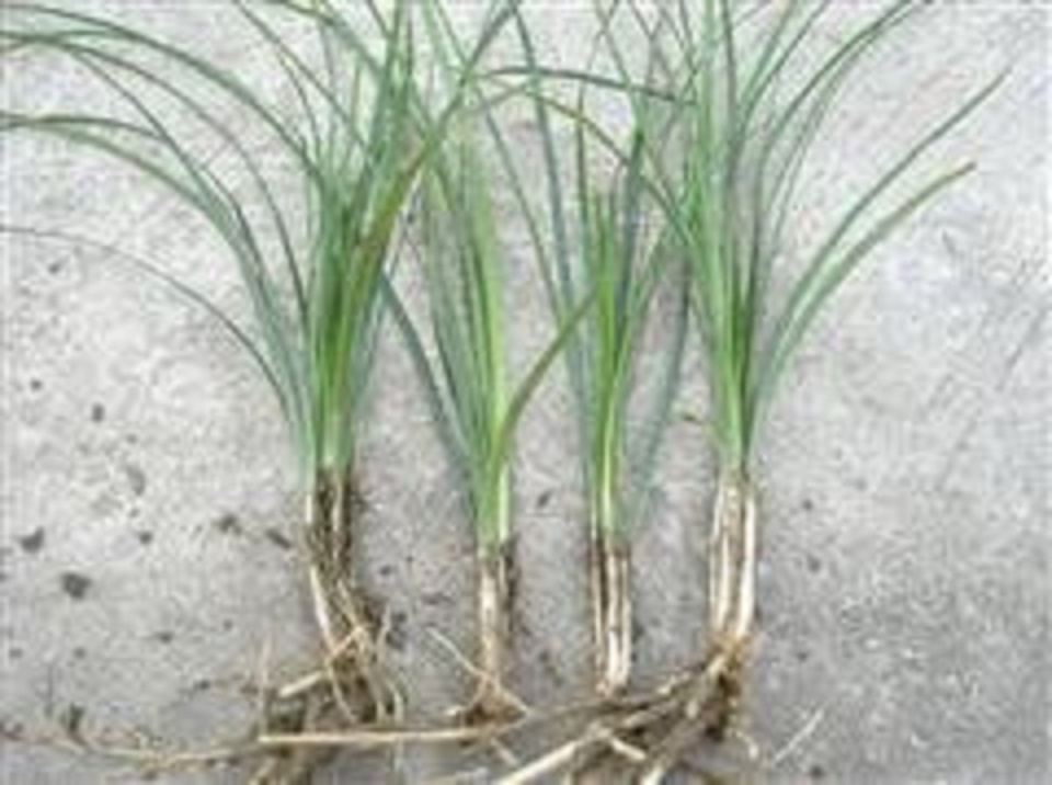 河南麦冬供应商 河南麦冬价格  河南麦冬种植基地 河南麦冬