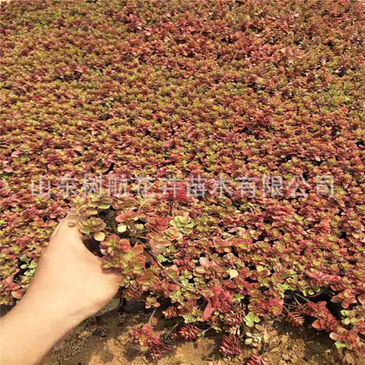 红景天批发基地 红景天宿根花卉价格 山东青州绿化苗木价格