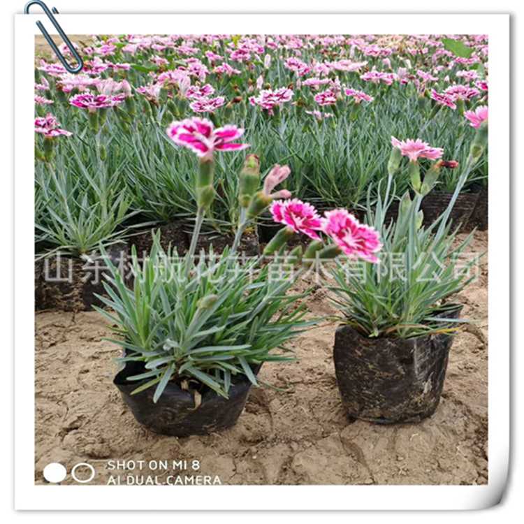 山东青州彩虹石竹种植基地 草坪花基地批发 盆栽彩虹石竹价格