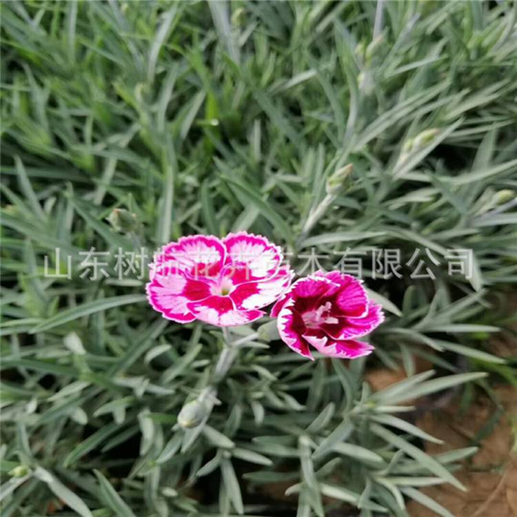 彩虹石竹批发 宿根花卉彩虹石竹青州种植基地