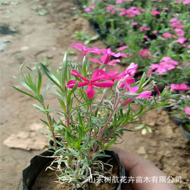 福禄考芝樱盆栽批发 山东青州基地花海设计厂家直销