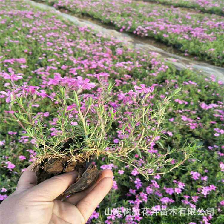 山东青州福禄考芝樱种植中心 福禄考批发基地