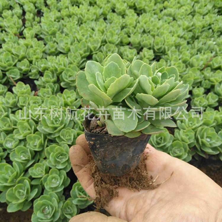 八宝景天批发基地山东青州开花宿根成活率高盆栽营养钵