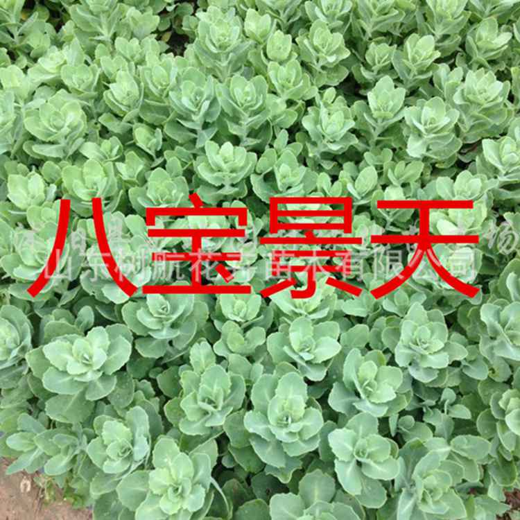 山东青州八宝景天批发 宿根花卉盆栽体验钵 成活率高