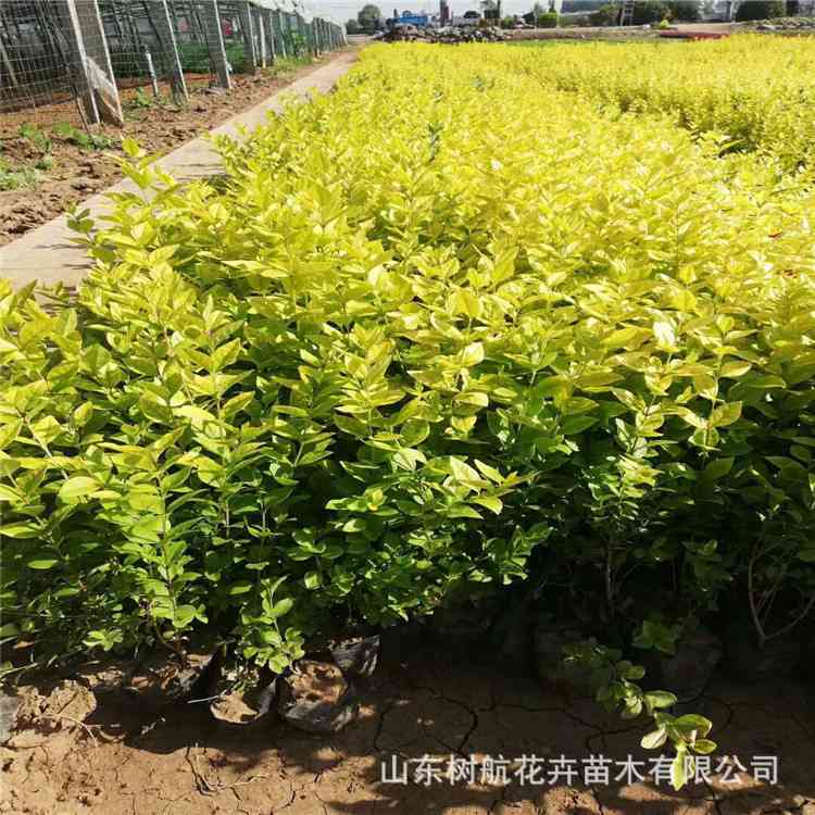 山东金叶女贞绿化苗木批发基地 园林设计绿化小苗 工程用苗销售