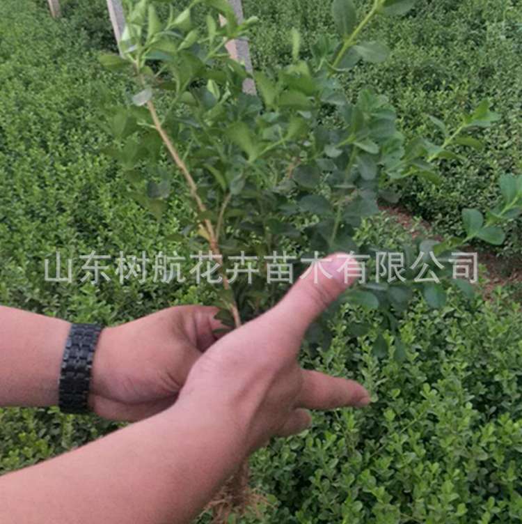 园林绿化瓜子黄杨小苗批发基地 公路公园绿化苗木大量批发