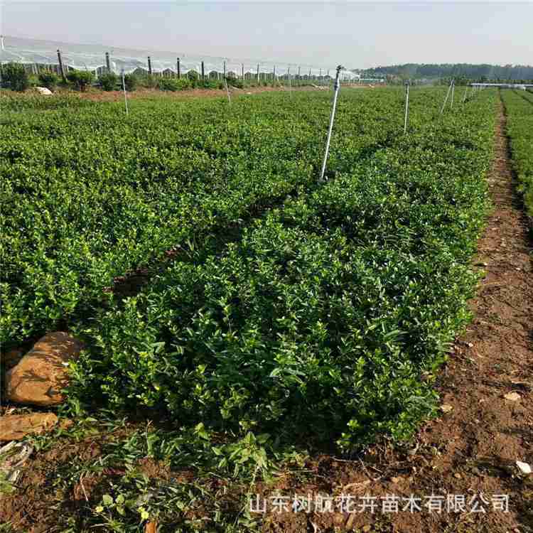 绿化小苗胶州卫矛批发 工程绿化苗基地 地载营养钵价格