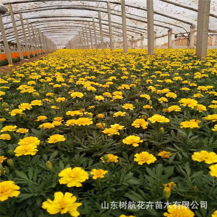山东青州孔雀草种植基地 橘红色黄色节日花坛租摆绿化