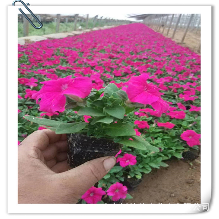 山东青州矮牵牛盆栽厂家直销 时令花草庭院种植批发