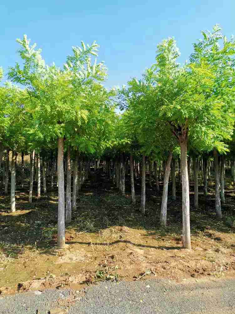已嫁接金枝槐批发基地 山东金枝槐批发价格