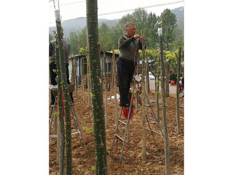 嫁接黄金槐批发 黄金槐嫁接现场 山东8公分黄金槐种植基地