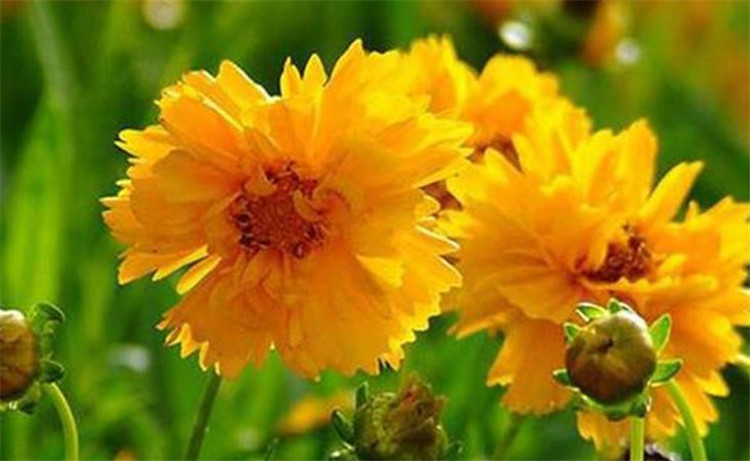 山东国庆菊-青州国庆菊-国庆菊批发-国庆菊供应