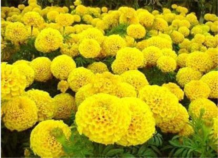 山东万寿菊  潍坊万寿菊 万寿菊价格物美价廉找华彬