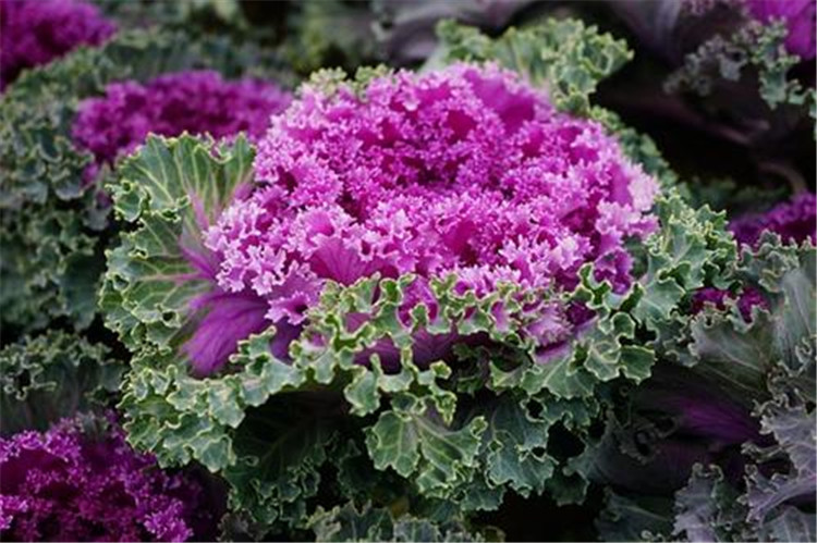 销售羽衣甘蓝价格 节日花卉基地羽衣甘蓝供应 华彬花卉