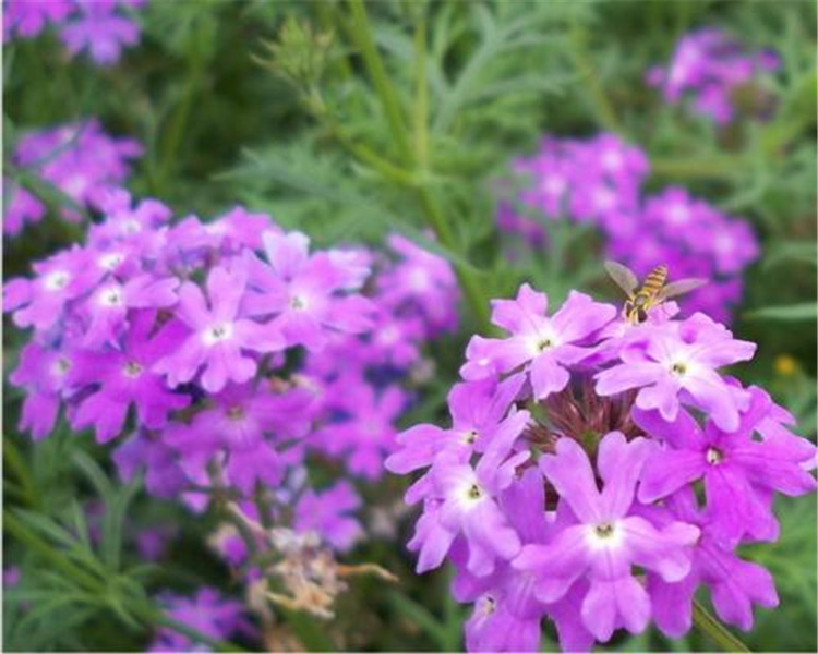青州芝樱花基地 芝樱花批发价格 华彬