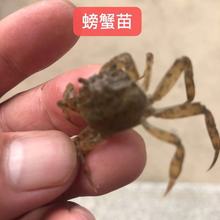 蟹苗 毛蟹苗  稻田蟹苗这里找