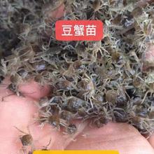 螃蟹品种好养殖 长江系蟹苗