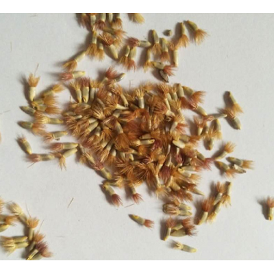 潍坊蓝色矢车菊种子批发基地-蓝色矢车菊种子供应-华彬