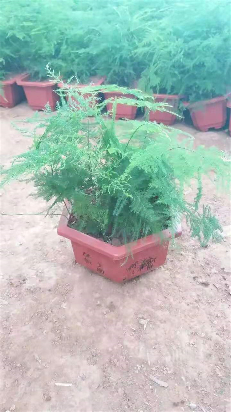 青州文竹盆景种植-文竹盆景批发-文竹盆景培育基地-华彬