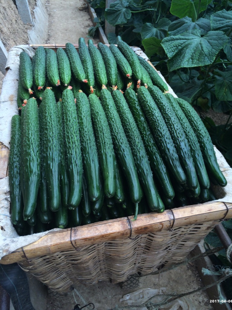强雌嫁接黄瓜种苗   早春秋延种植品种膨瓜快色泽油亮品质佳 “津早园润”