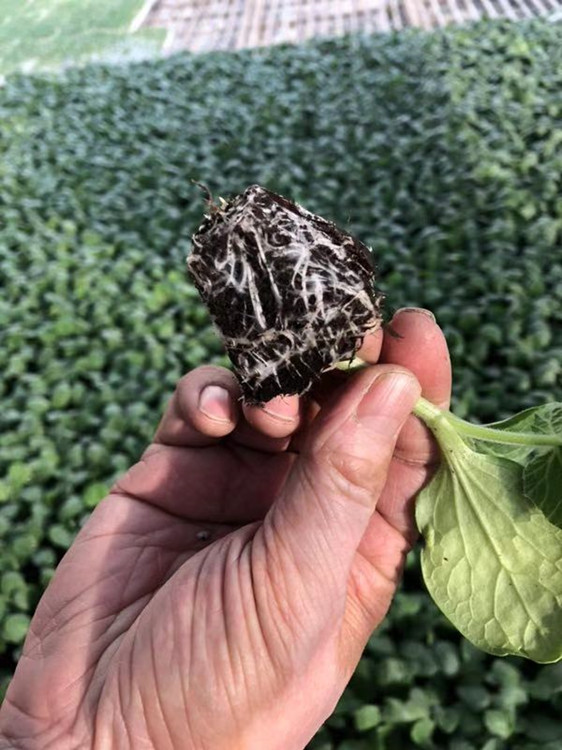 早春秋强雌嫁接黄瓜种苗品种膨瓜快 天津科润津早园润