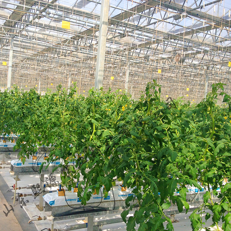 高产荷兰模式 西红柿种植 辣椒种植 茄子种植 无土栽培厂家供应