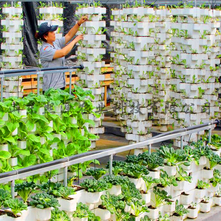 立柱基质种植 草莓种植 叶菜种植 无土栽培厂家高产供应
