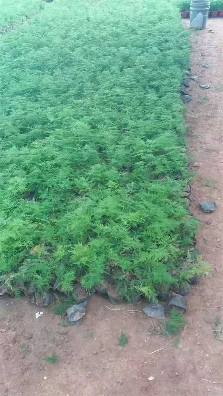 华彬：小盆文竹基地专供-小盆文竹批发价格-小盆文竹供应
