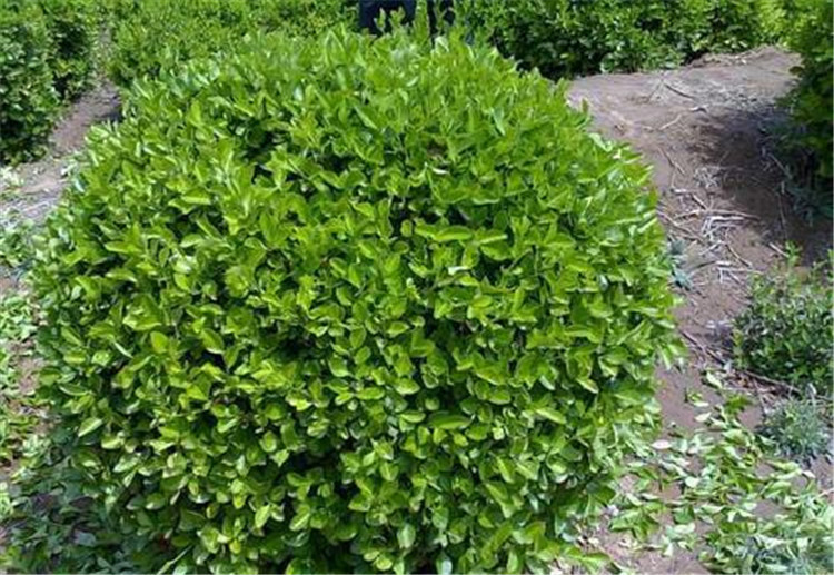 小叶扶芳藤批发基地-小叶扶芳藤直销-小叶扶芳藤自产自销