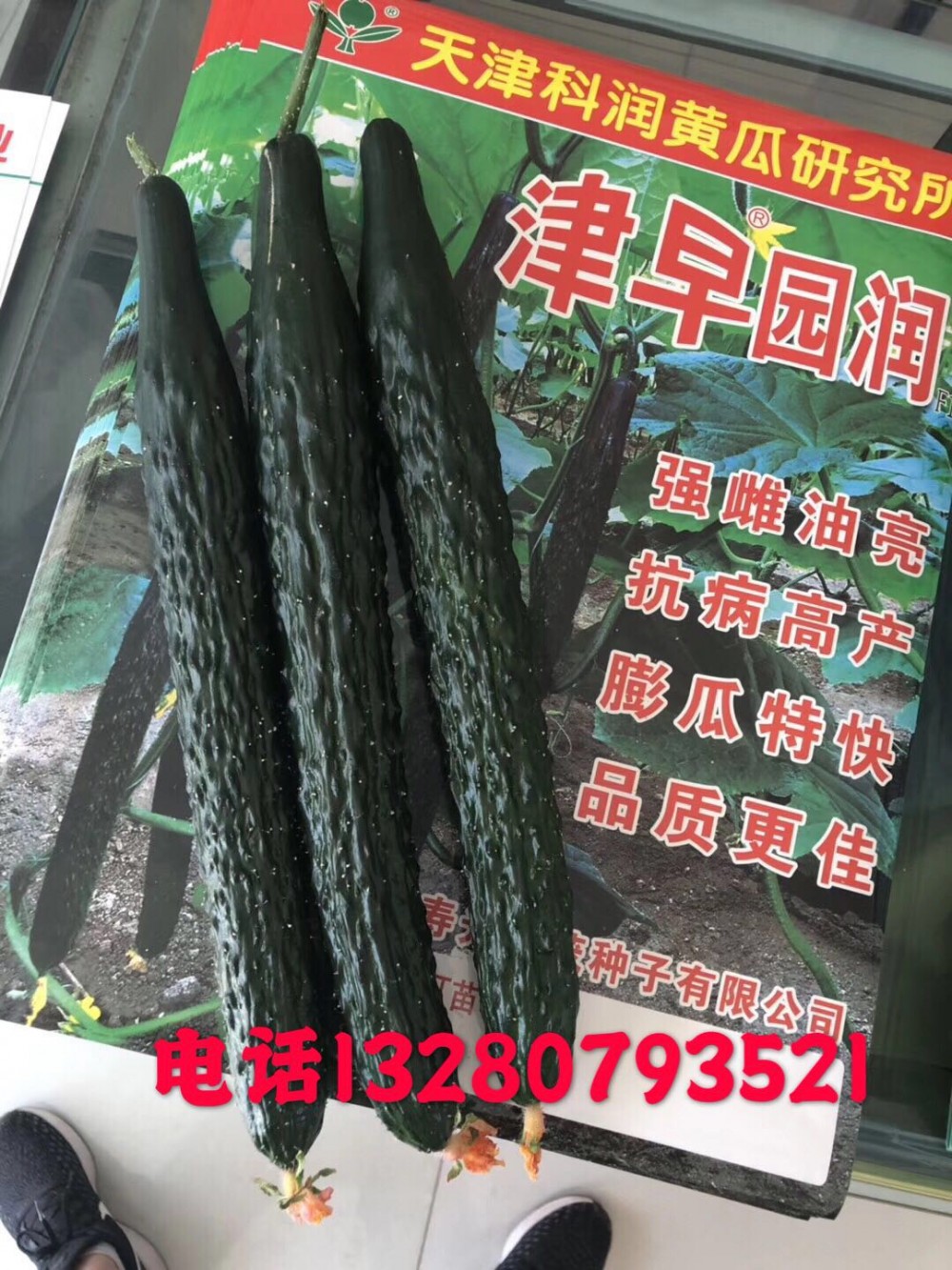 黄瓜种子早春秋延强雌油亮型抗病高产 天津科润津早园润
