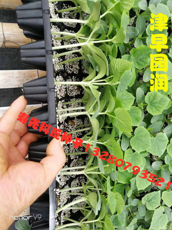 早春秋延种植强雌嫁接黄瓜种苗品种膨瓜快 天津科润津早园润