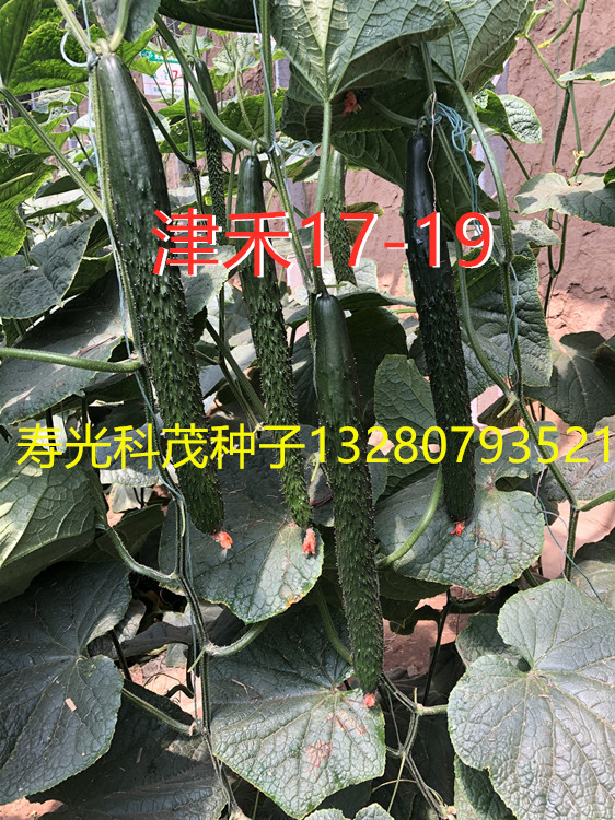 越冬早春黄瓜种子强雌油亮型瓜条顺直 津禾17-19