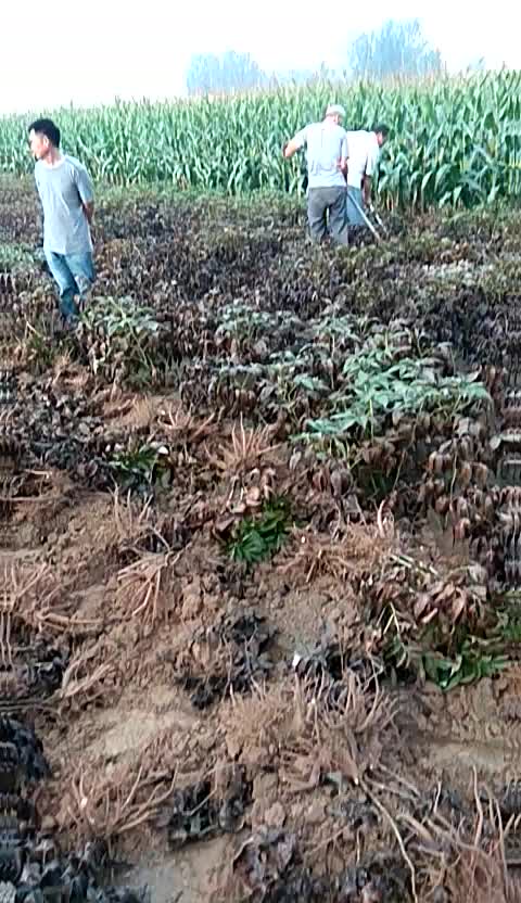 观赏牡丹|牡丹苗价格|油用牡丹|牡丹种植基地|山东牡丹种植基地