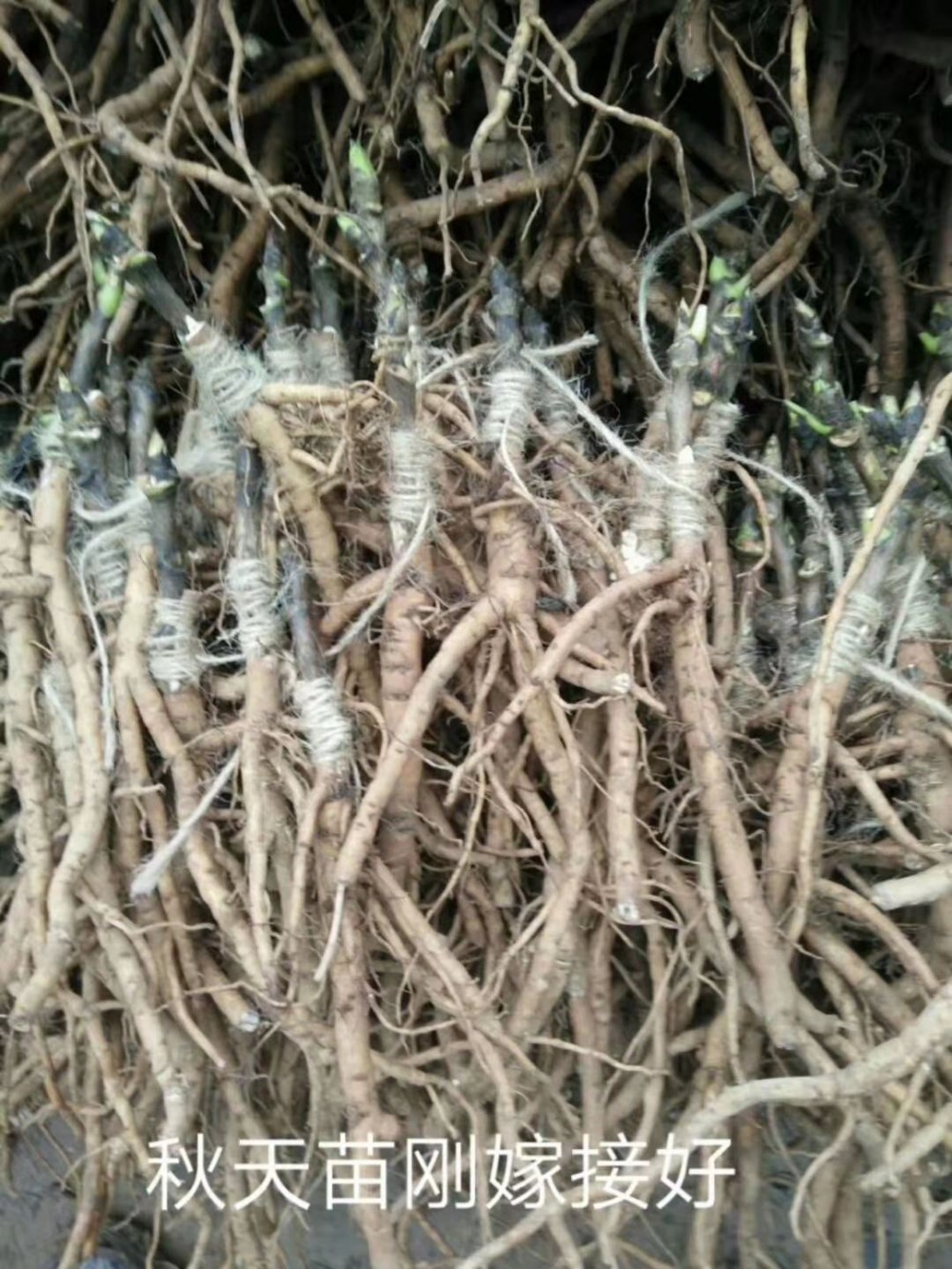 观赏牡丹|观赏牡丹苗|山东牡丹苗|菏泽牡丹种植|观赏牡丹价格