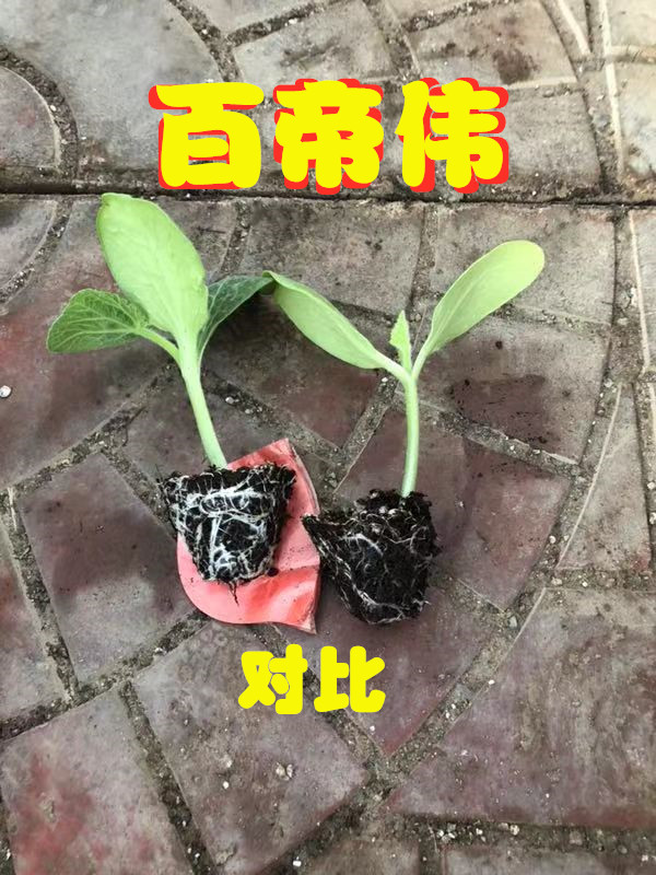 黄瓜专用嫁接砧木  青岛金妈妈全国总代理   “百帝伟一号”