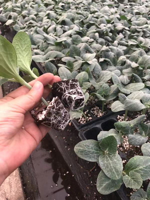 强雌嫁接黄瓜种苗早春秋延种植膨瓜快 天津科润津早园润