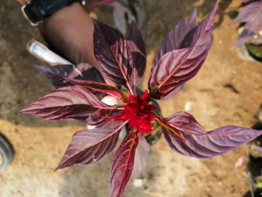 鸡冠花批发世纪红批发