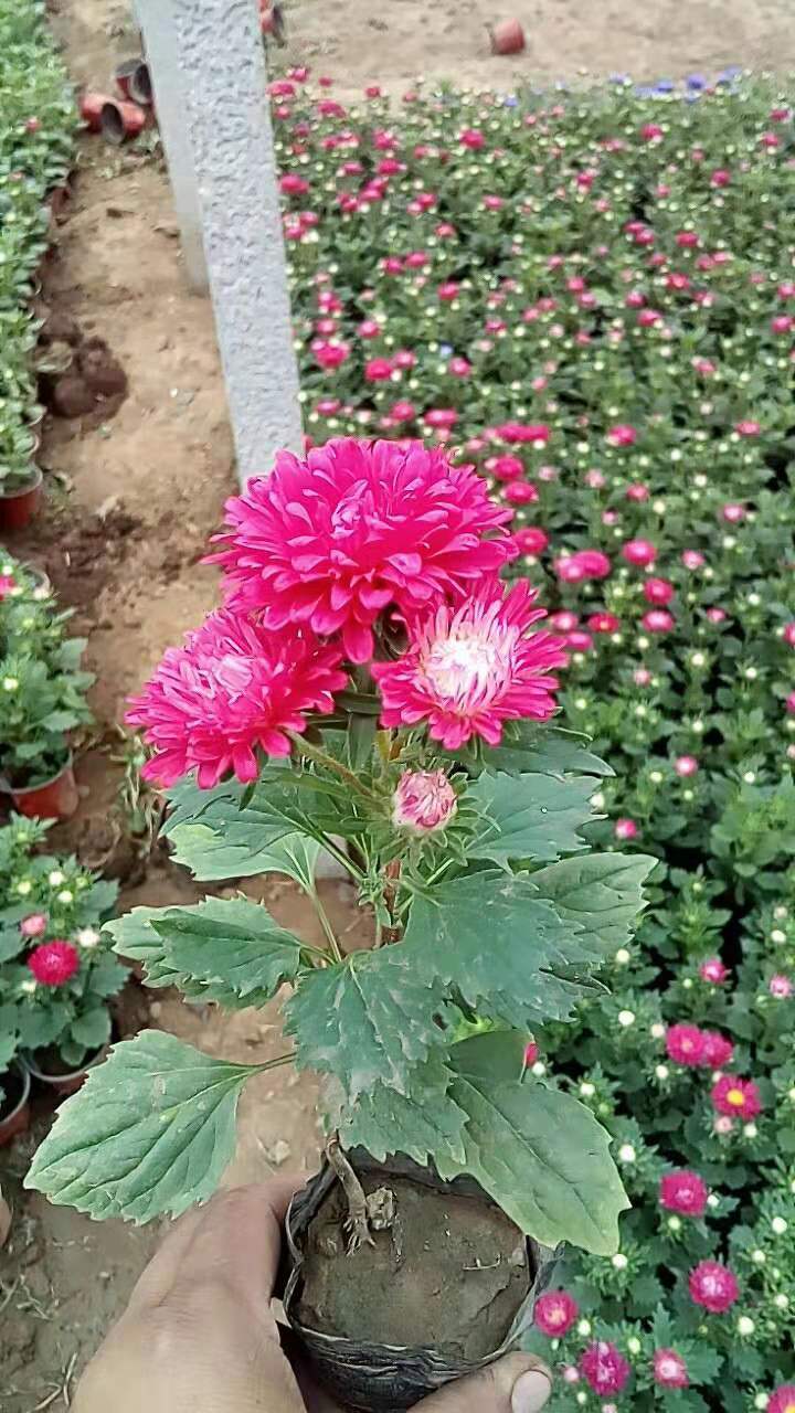 红色翠菊 蓝色翠菊 翠菊批发 翠菊繁育