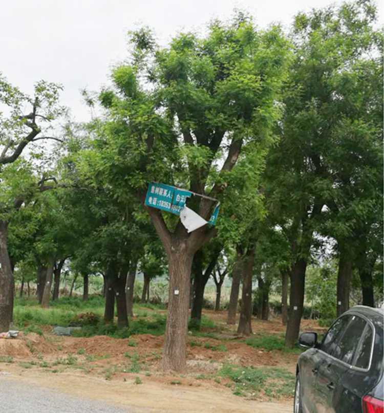 金枝槐基地_绿芸园艺_金枝国槐种植基地