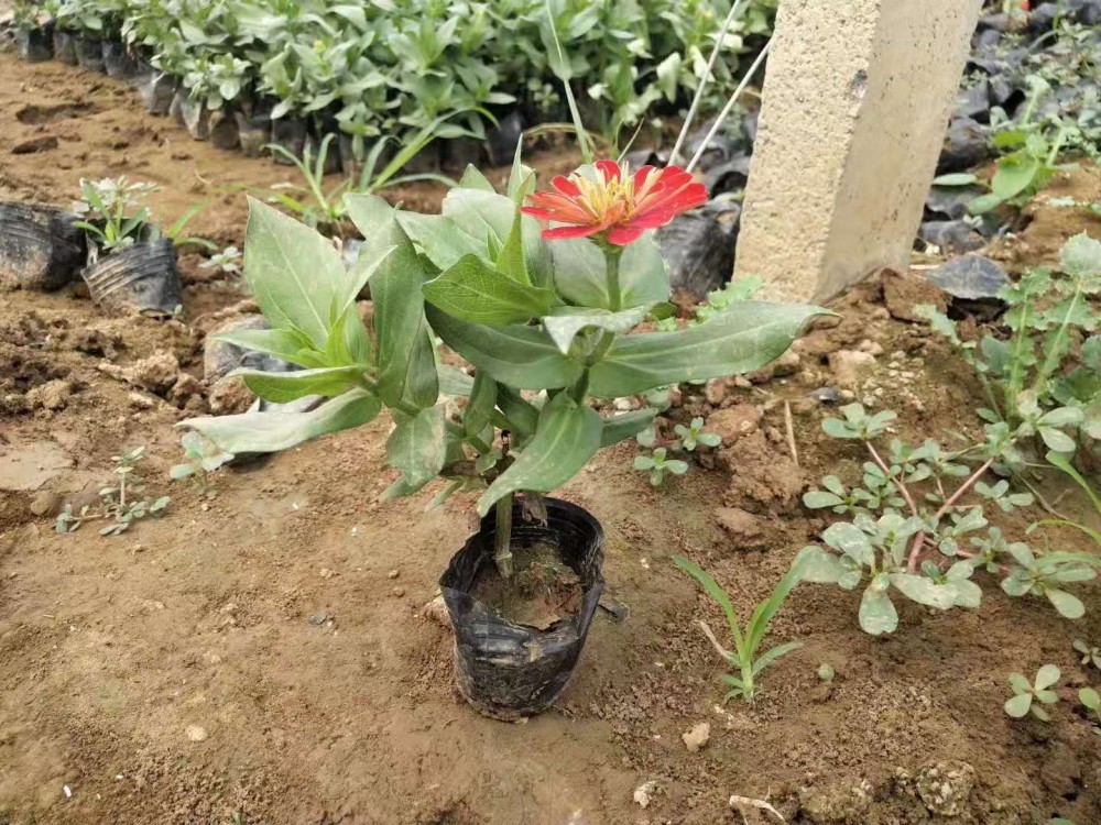 黄色百日草 红色百日草 百日菊