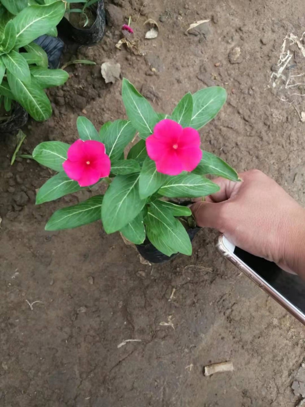 长春花批发 长春花基地 天天开