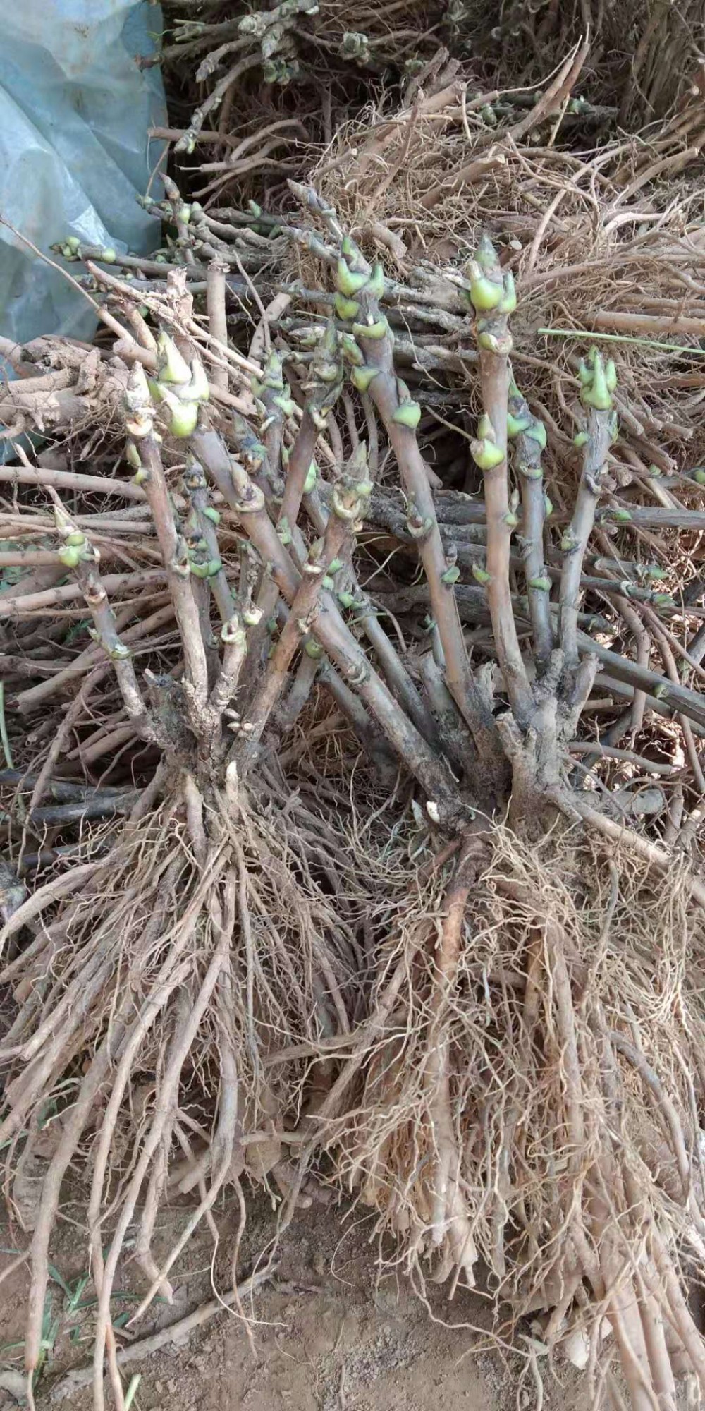 芍药价格|山东观赏牡丹|观赏芍药价格|牡丹种植基地