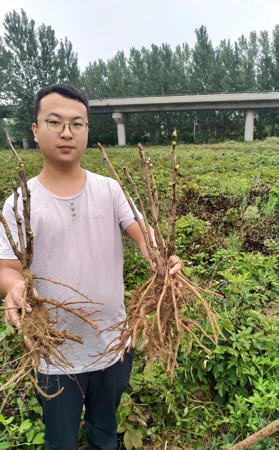 菏泽牡丹|观赏牡丹苗|油用牡丹|观赏牡丹|山东牡丹种植