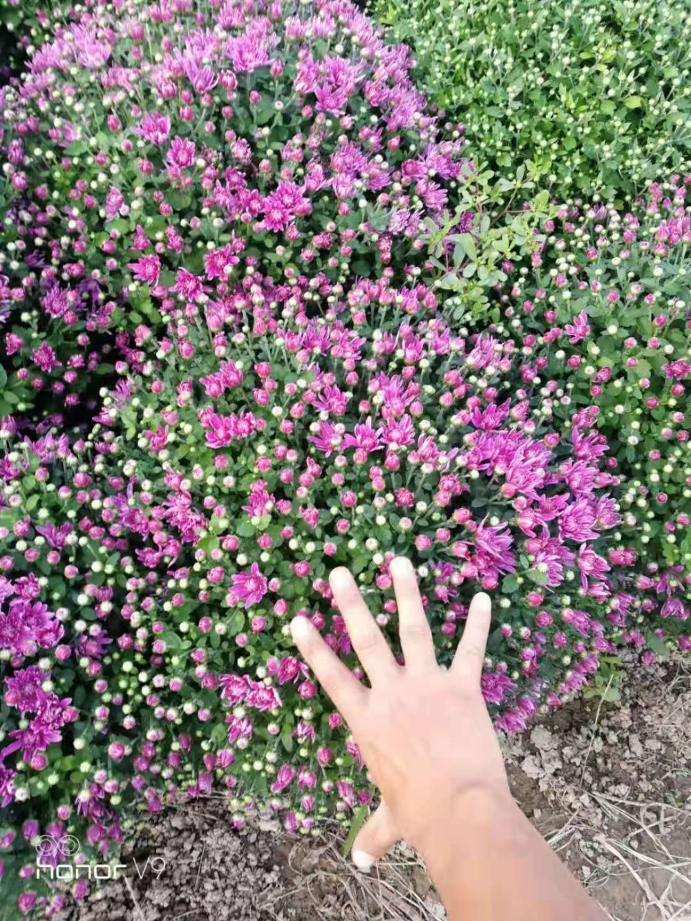 国庆菊千头菊批发 租摆专用