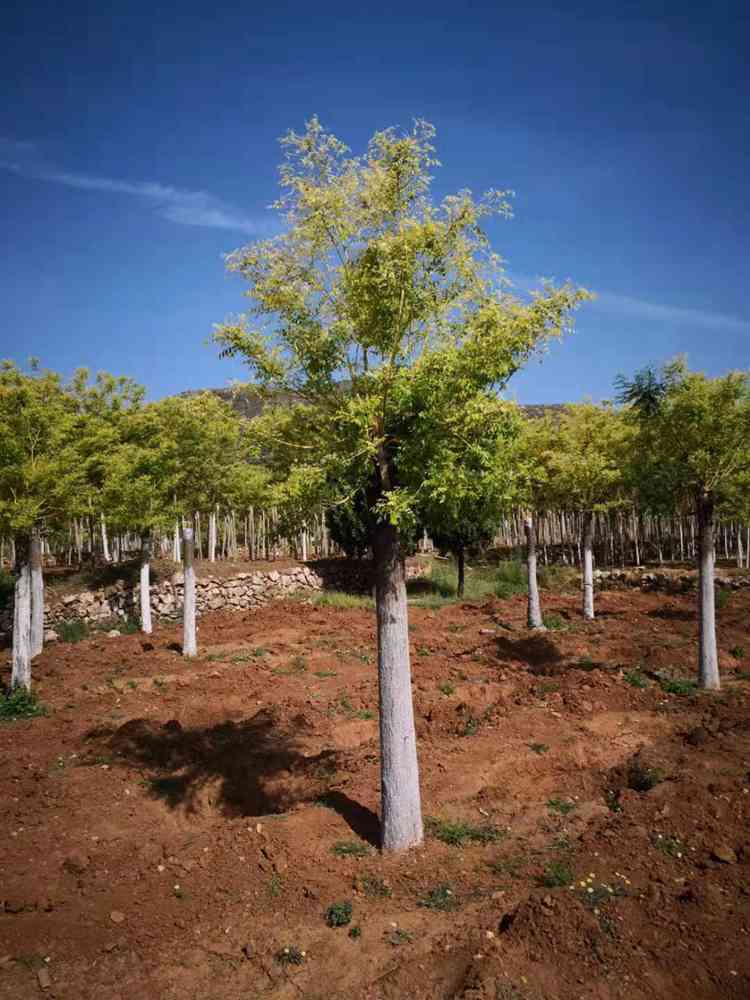 绿芸 金枝国槐种植基地 金枝槐批发基地